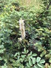 Sanguisorba