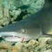 Whitetip Reef Shark - Photo (c) 104623964081378888743, some rights reserved (CC BY-NC), uploaded by 104623964081378888743