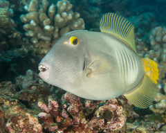 Cantherhines dumerilii