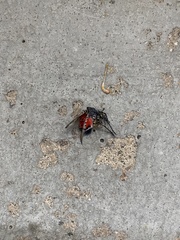 Lycorma delicatula
