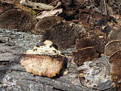 Daedaleopsis confragosa image