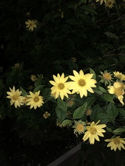 Helianthus