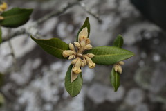 Anastrabe integerrima