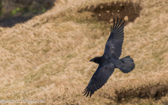 Corvus corax varius