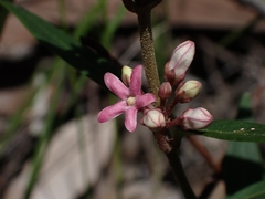 Leichhardtia suaveolens
