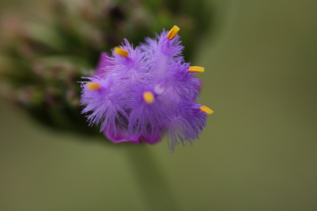 Cyanotis robusta