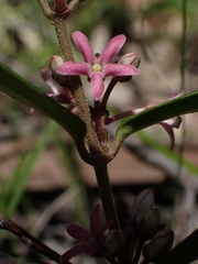 Leichhardtia suaveolens