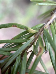 Contarinia pseudotsugae