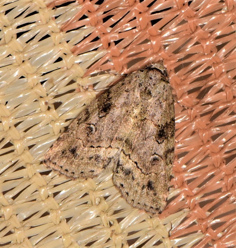 Calathusa metableta