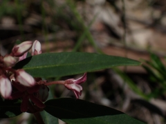Leichhardtia suaveolens