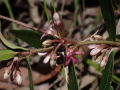 Leichhardtia suaveolens