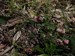 Leichhardtia suaveolens