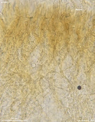 Lanzia luteovirescens