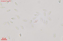 Lanzia luteovirescens