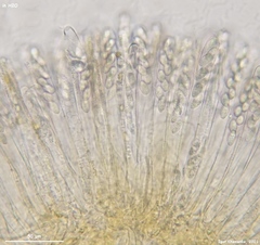 Lanzia luteovirescens