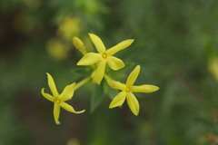 Lasiosiphon triplinervis