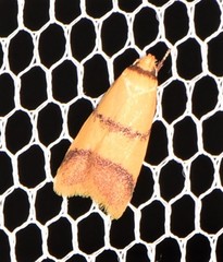 Heteroteucha translatella