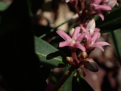 Leichhardtia suaveolens