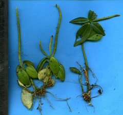 Peperomia sanjoseana