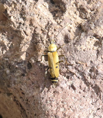 Chauliognathus misellus