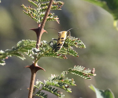 Chauliognathus misellus