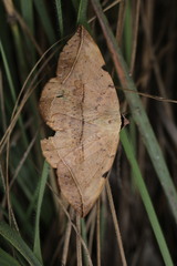 Hypopyra capensis
