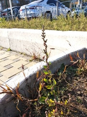 Chenopodium striatiforme
