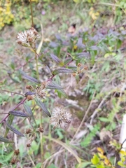Brickellia eupatorioides eupatorioides