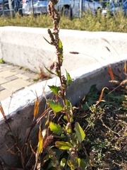 Chenopodium striatiforme