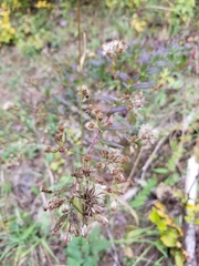 Brickellia eupatorioides eupatorioides