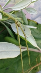 Acanthoxyla geisovii