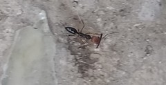 Odontomachus erythrocephalus
