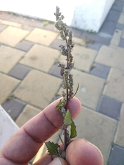 Chenopodium striatiforme