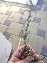 Chenopodium striatiforme