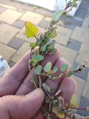 Chenopodium striatiforme