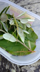 Acanthoxyla geisovii