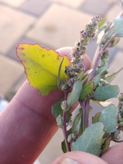 Chenopodium striatiforme