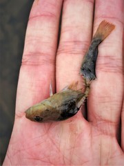 Cottus cognatus
