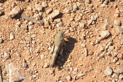 Oedipoda germanica meridionalis
