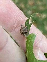 Dryocosmus quercusnotha