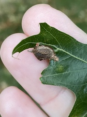 Dryocosmus quercusnotha