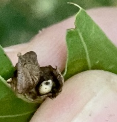 Dryocosmus quercusnotha