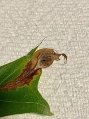 Dryocosmus quercusnotha