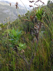 Senecio speciosissimus