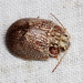 Paropsis quadrimaculata - Photo (c) Victor W Fazio III, some rights reserved (CC BY-NC), uploaded by Victor W Fazio III