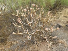 Euphorbia atropurpurea image