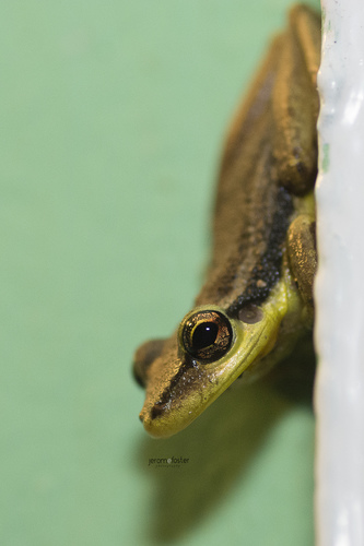 Red Snouted Tree Frog