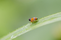 Flavoclypeus nigrifacies