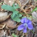 Three-lobe Violet - Photo (c) Laura Clark, some rights reserved (CC BY), uploaded by Laura Clark