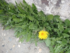 Taraxacum officinale